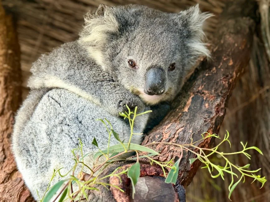 Albanese Greenlights 12,000-Koala Park via Carbon Credit Deal — Market Implications — Politics Governance