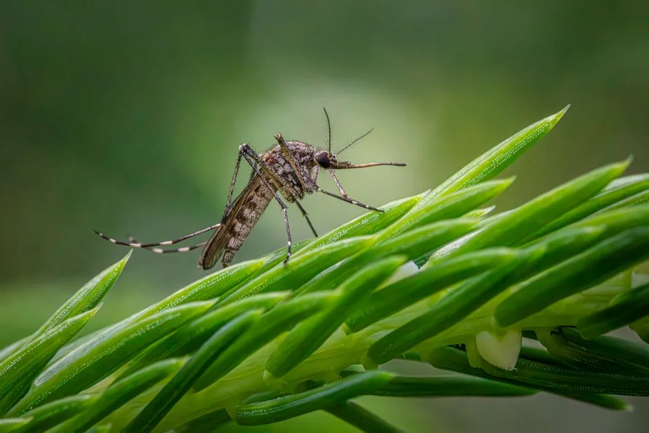 Assam Confirms Seven Japanese Encephalitis Deaths — Tea Plantations on Alert — Politics Governance
