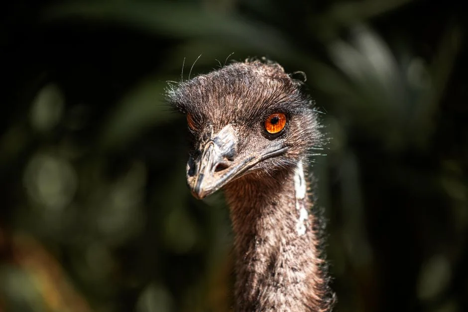 Australia Confirms First Contagious H5 Bird Flu Case — Markets on Alert — Health Medicine