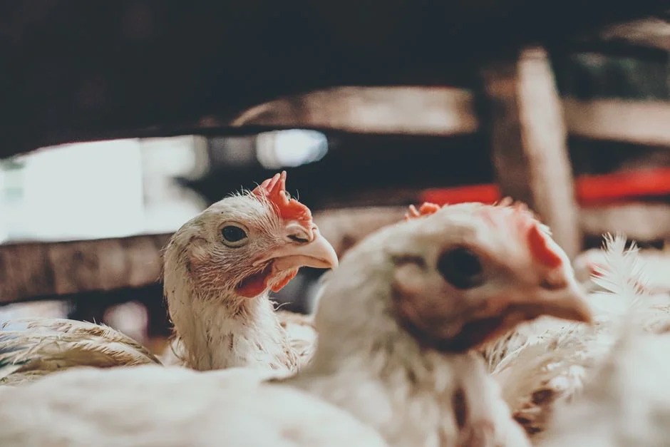 Australia Confirms First H5 Bird Flu Case at Hawks Nest — East Coast Poultry Sector on Alert — Culture Arts