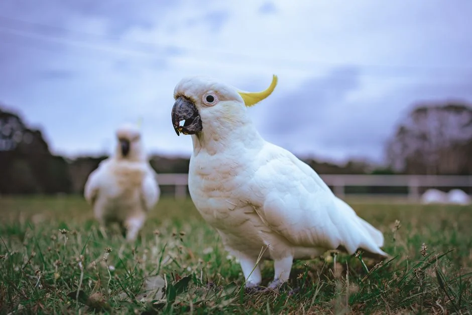 Australia Detects Third H5N1 Bird Flu Case — Agriculture Sector Braces for Impact — Politics Governance
