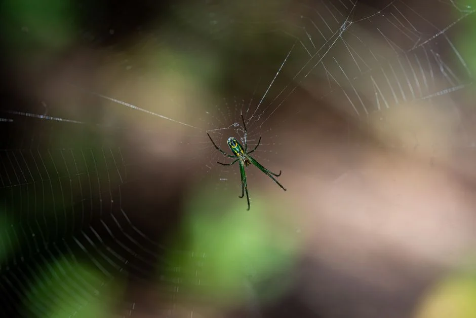 Australian Scientists Unveil Spider with Spring-Loaded Trap — Nature's Most Sophisticated Predator — Health Medicine