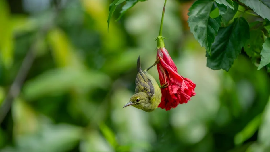 Bird Tourism Boom Hits Singapore Economy Hard