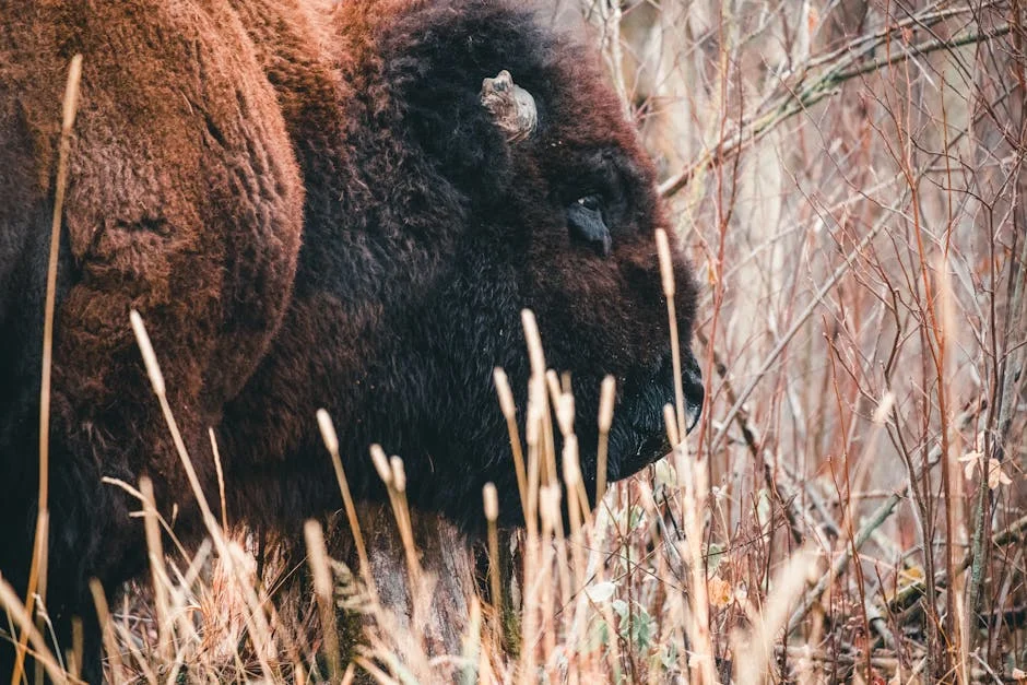 Bison Bank Doubles Profit, Pays First Dividend in Hong Kong