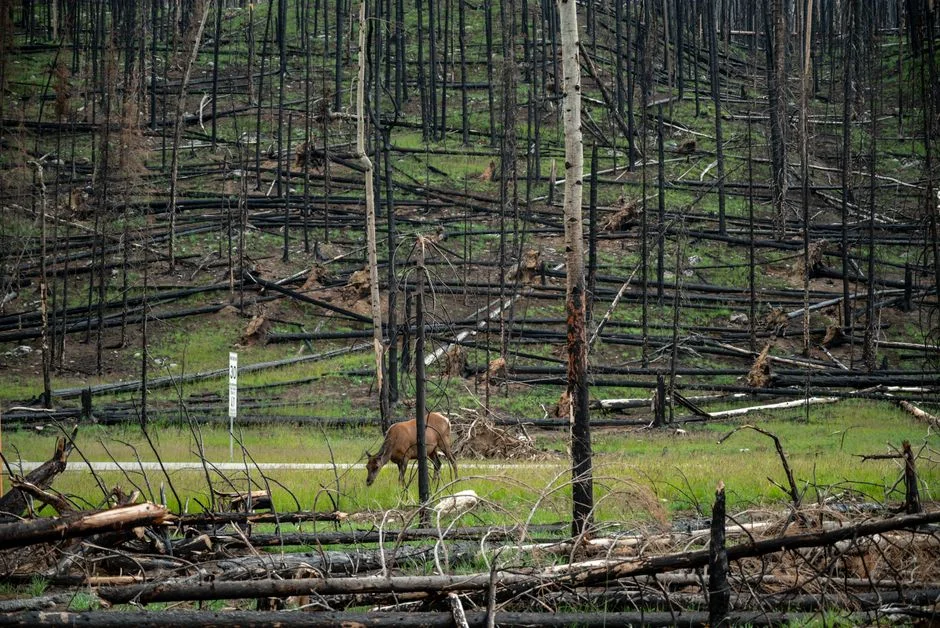 California Wildfires Ravage Wealthy Areas — Global Fire Damage Decreases — Sports