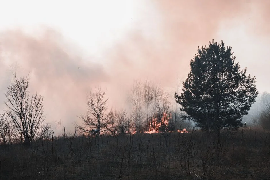 Canada Faces Economic Strain as Wildfires Devastate Wealthier Regions — Economy Business
