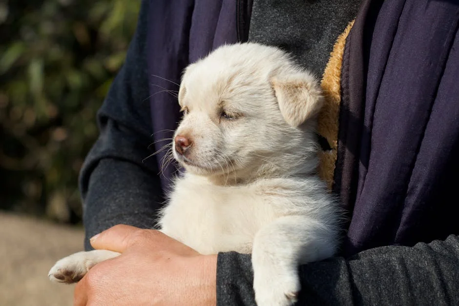 China Thief Slaughtered Celebrity Dog With 1.5M Followers — Internet Fuming