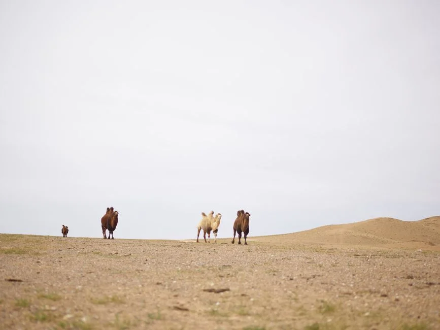 China's Camel Abuse Scandal Triggers Tourism Boycott Fears in Xinjiang