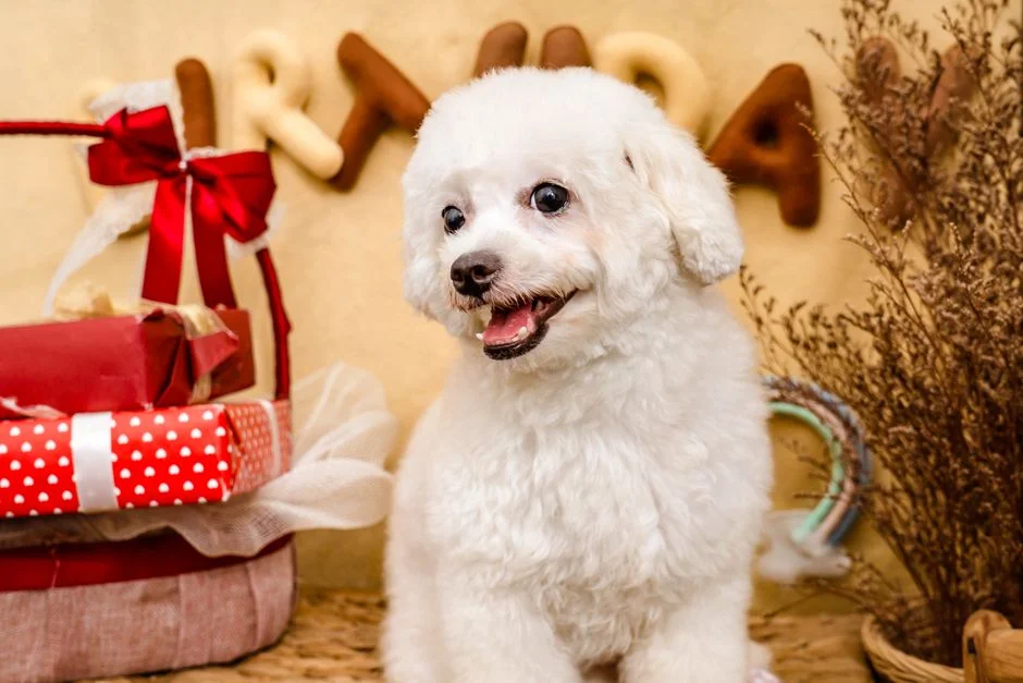 China's Celebrity Dog 'Chutou' Slaughtered — Pet Influencer Industry Braces for Fallout