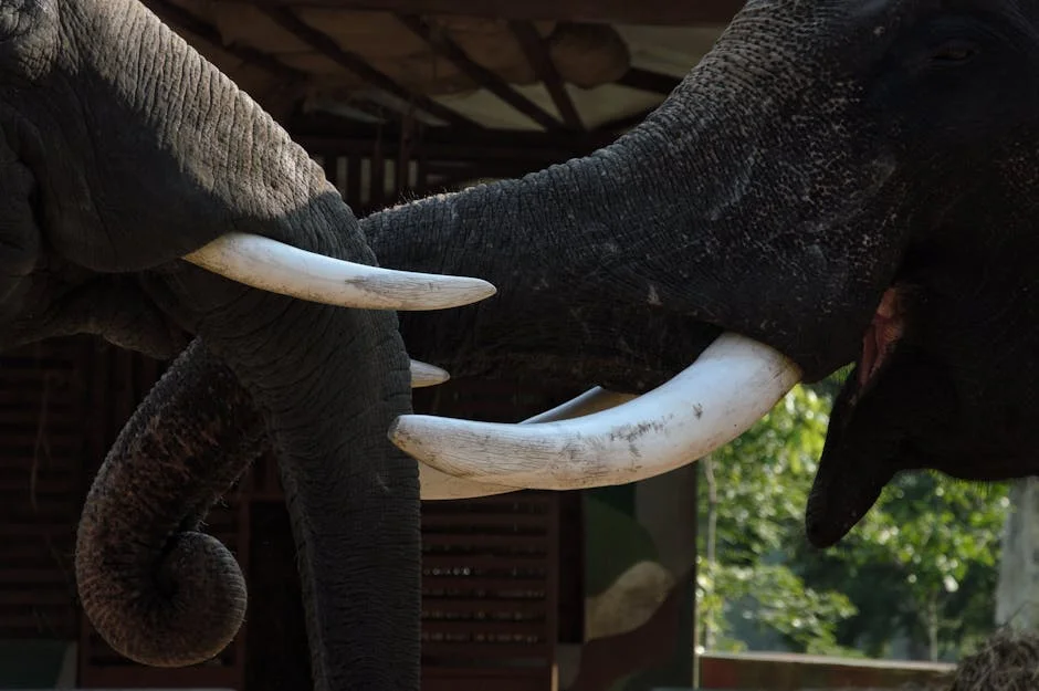 Elephant Attack in Malappuram Sparks Concerns Over Plantation Safety