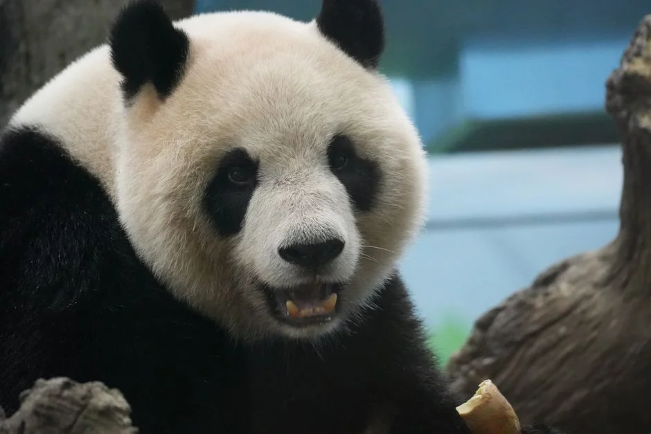 Foreign Borrowers Push China Panda Bond Issuance to Record High in 2026