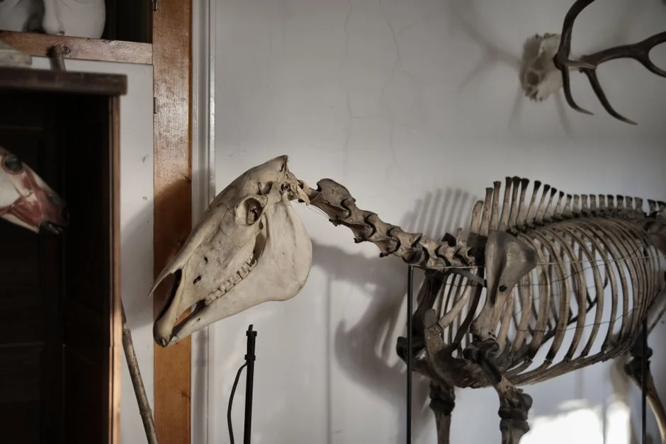 Fossil DNA Reveals Horses Reached Europe via Ancient China — and the Finding Is Already Reshaping Science