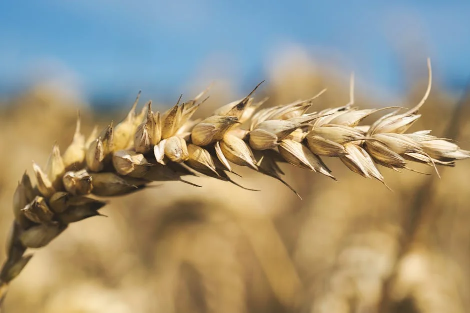 GB Halts Wheat Imports Amid Currency Crisis — and Prices Are Already Rising