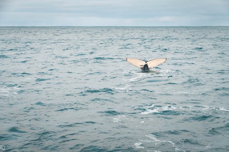 Germany's Stranded Humpback Whale Returns to Sea