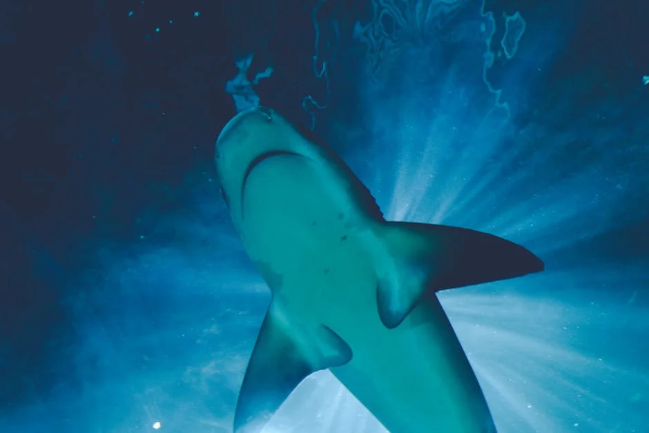 Great White Shark Kills Man in Western Australia — Fishing Industry Faces Impact