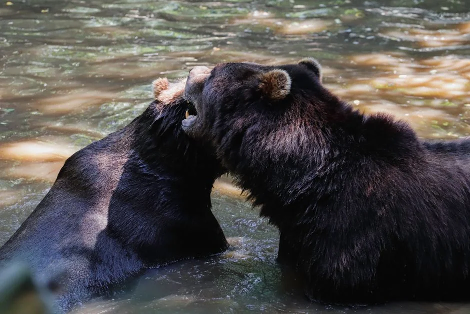 Hyogo Tags Bears with Microchips as Encounters Rise Sharply — World Affairs