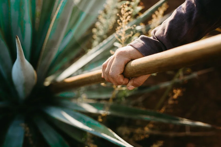 India Cultivates Agave — A New Drinks Industry Takes Shape