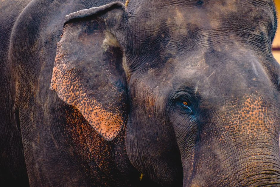 India Deploys AI Sensors to Stop Elephant Attacks — Farmers See Crop Protection Shift — Environment Nature
