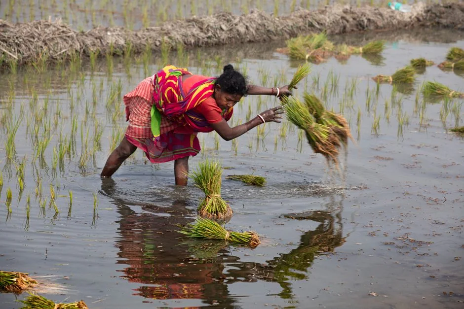 India's Delayed Monsoon Pushes Water Prices Higher — What Comes Next — Environment Nature