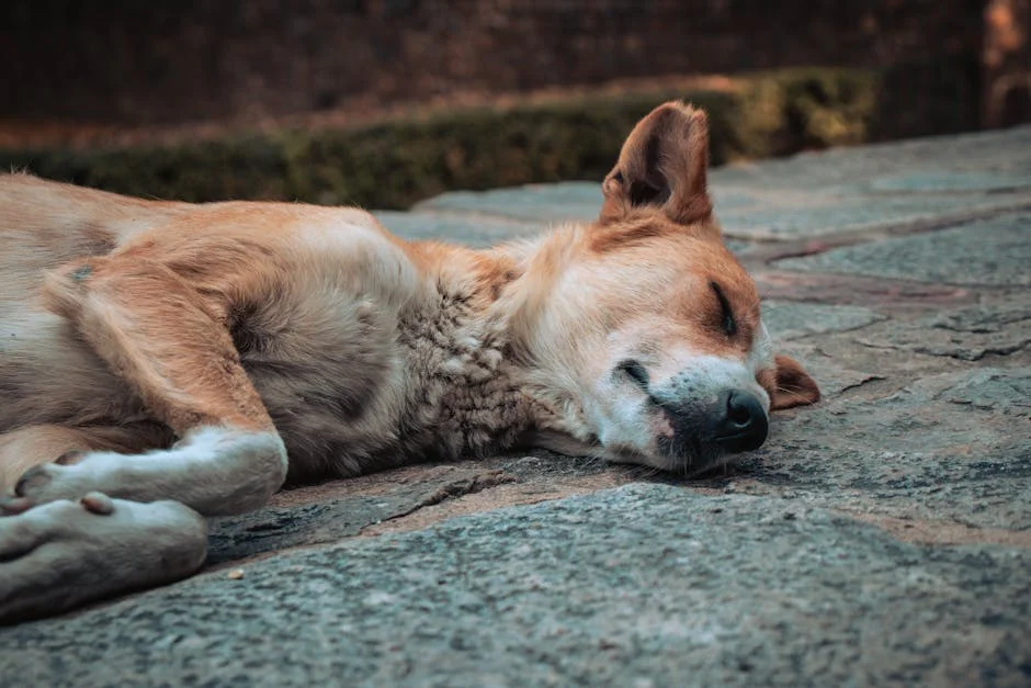 India’s Supreme Court Curbs Stray Dogs — Here’s the Economic Cost — Economy Business