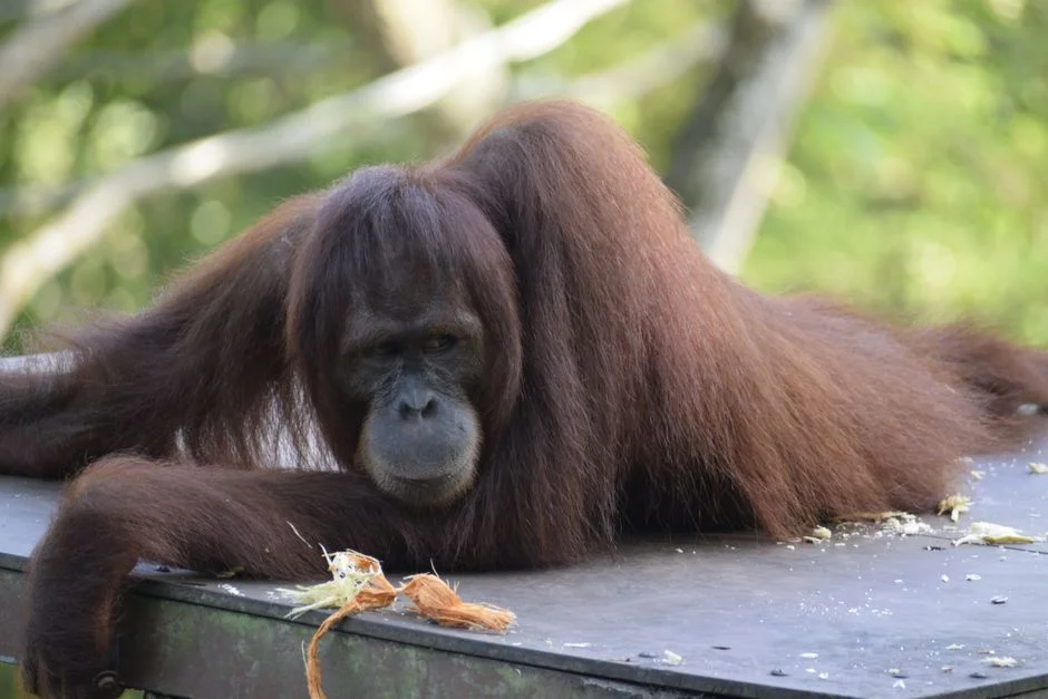 Indonesia Landslides Kill Endangered Orangutans — Investors Reassess Palm Oil Exposure