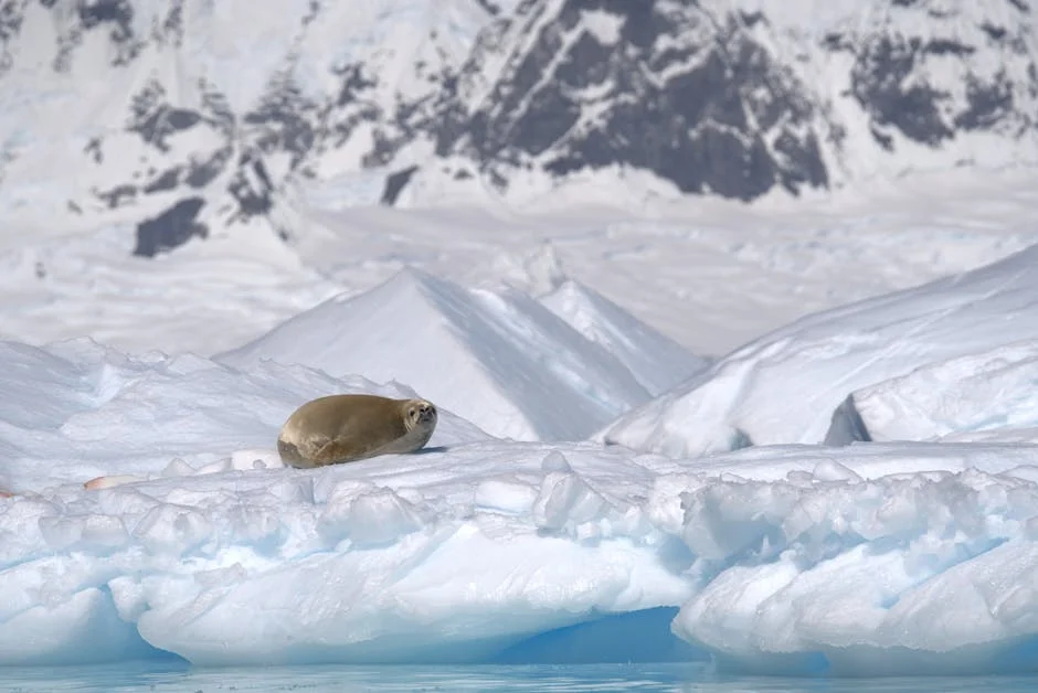 Japan MP Warns China Eyes Antarctic 'Treasure Trove' — Claim Draws Global Skepticism