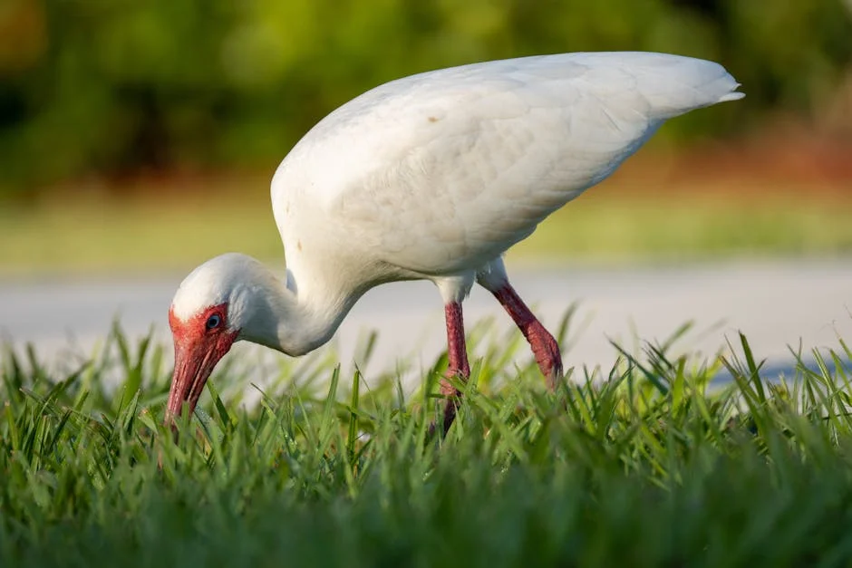 Japan's Crested Ibis Comeback Signals Boom for Eco-Tourism Investors