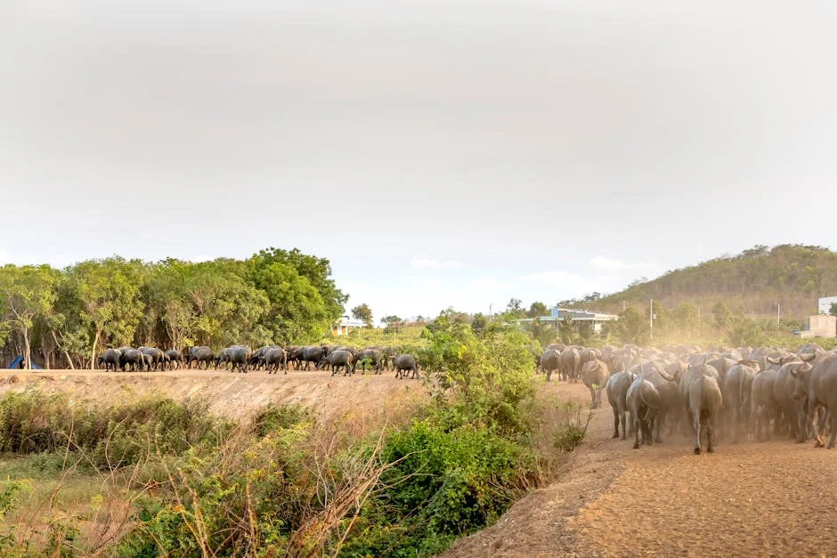 Johor Man Gored to Death by Buffalo — Shocking Sacrificial Ritual Incident — Infrastructure Cities