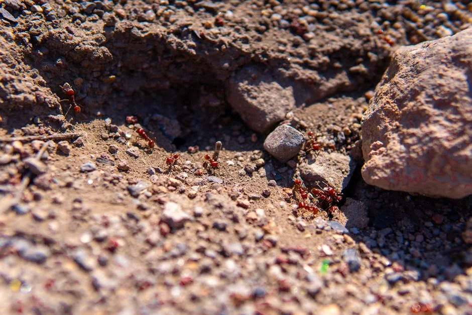Kenya's Ant Smuggling Boom: How Nairobi Became a Global Nexus