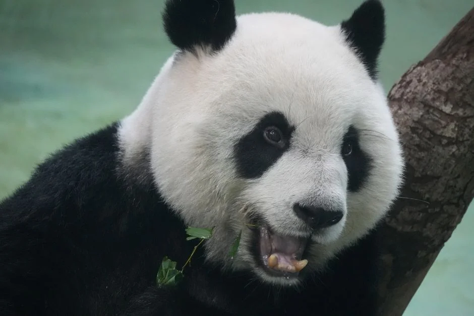Macau's First Home-Grown Pandas Depart for China in October — Health Medicine