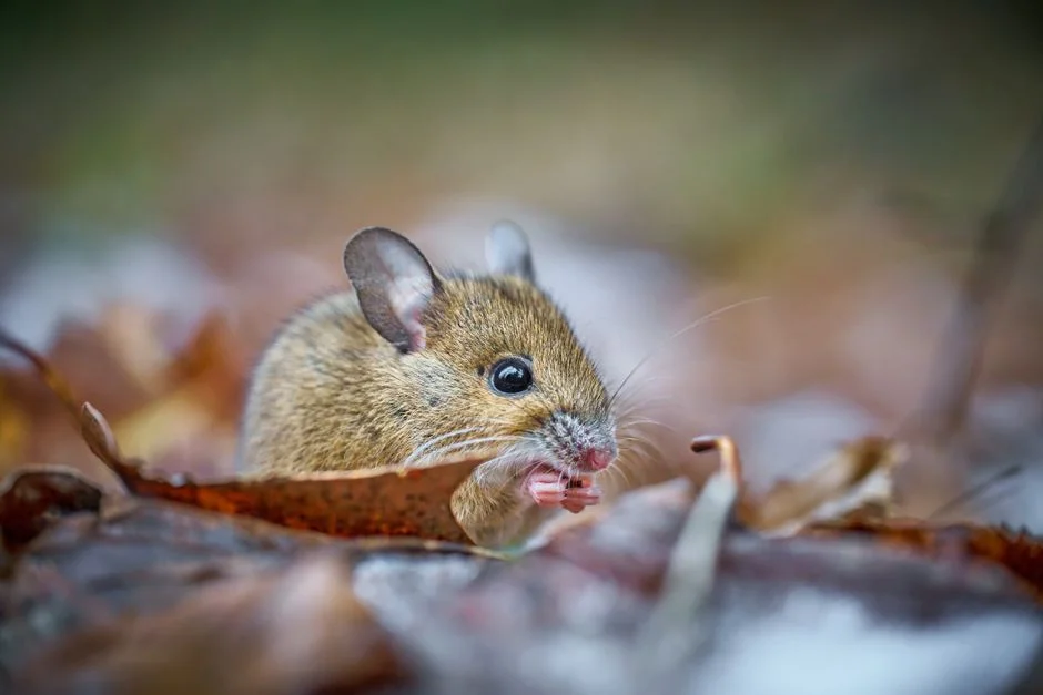 Mice Plagues Devastate Australia's Farms — The Economic Damage Adds Up Fast — Culture Arts