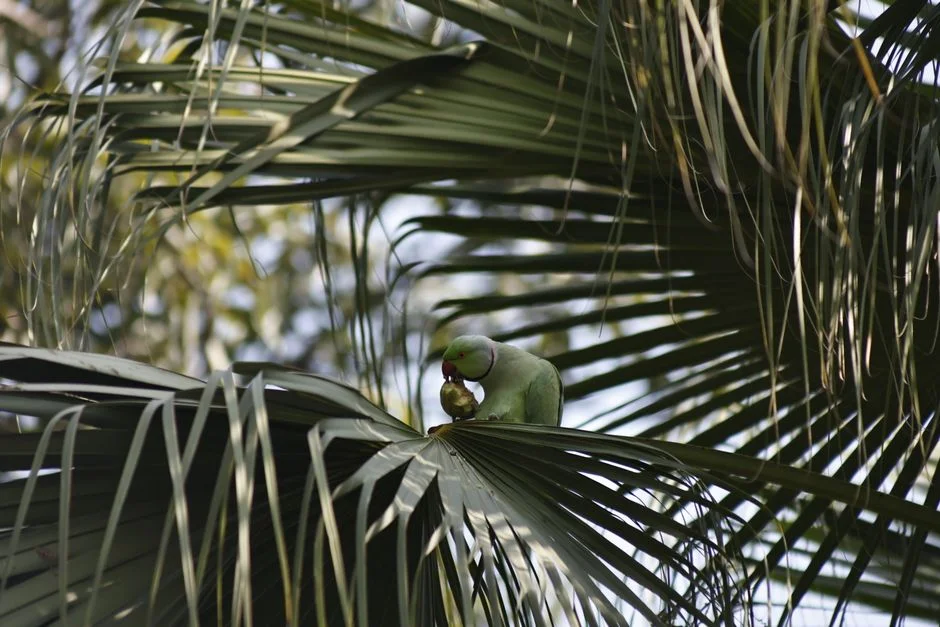 Nacho and Trixie: New Zealand Parakeet Pair at Centre of Species Revival Push