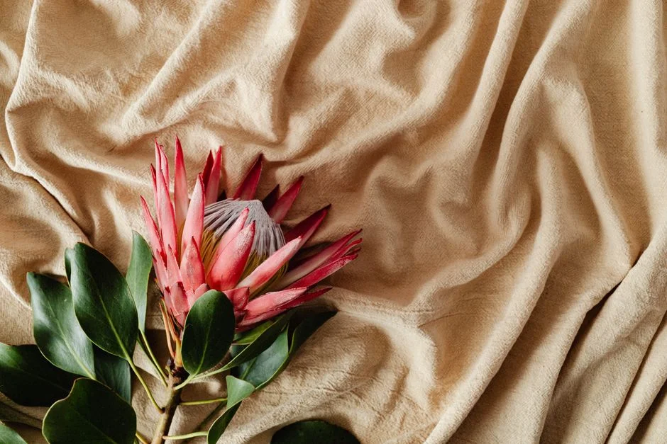 Nadine de Klerk Backs Proteas to Capitalise on Australia Loss — Key Lessons Ahead — Politics Governance