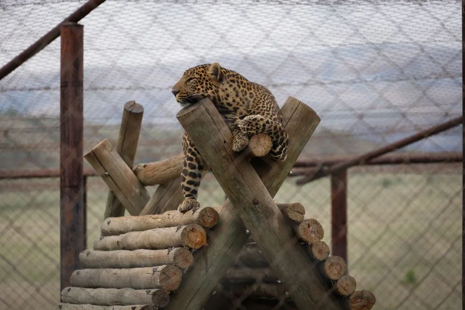 New Zealand's Nacho and Trixie Show How Endangered Species Became a $50M Tourism Asset — Health Medicine