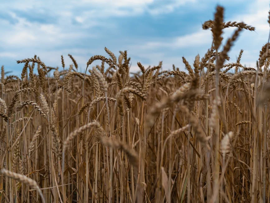 Nigeria Bans Wheat Imports — and Prices Are Already Rising