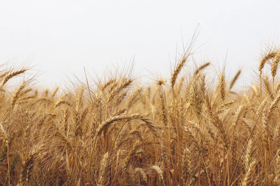 Nigeria Halts Wheat Imports — Prices Surge Amid Currency Crisis