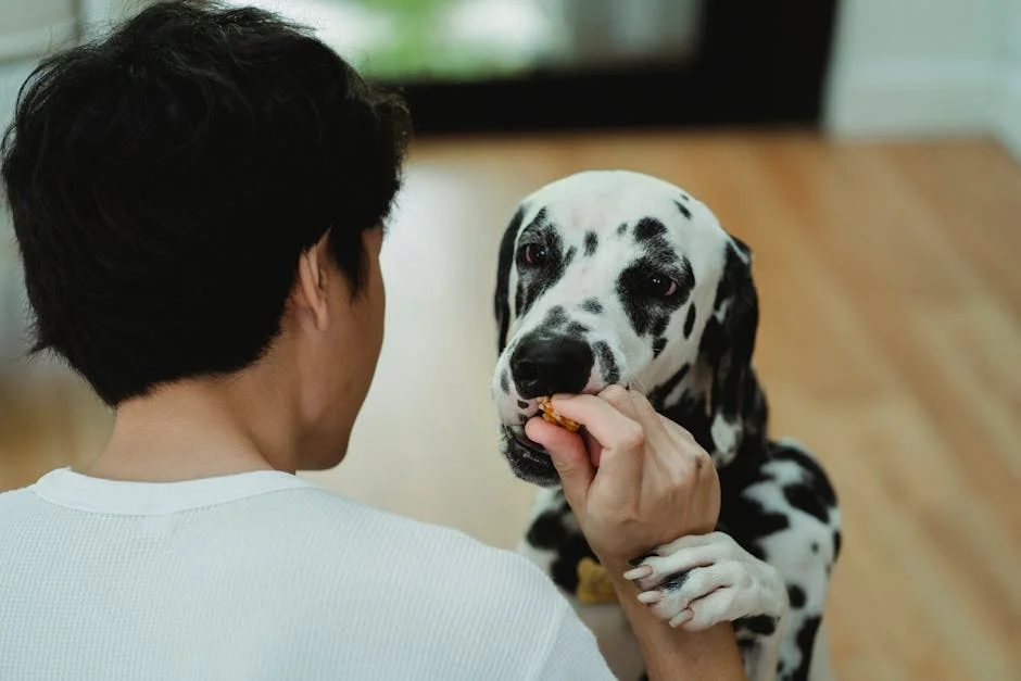 Pet Owner Left With £8,000 Bill After Insurer Cancels Policy