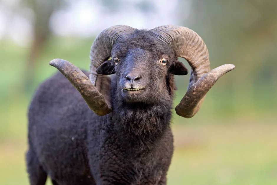 RAM Prices Kill Nothing's CMF Phone Launch — Budget Market Braces — World Affairs