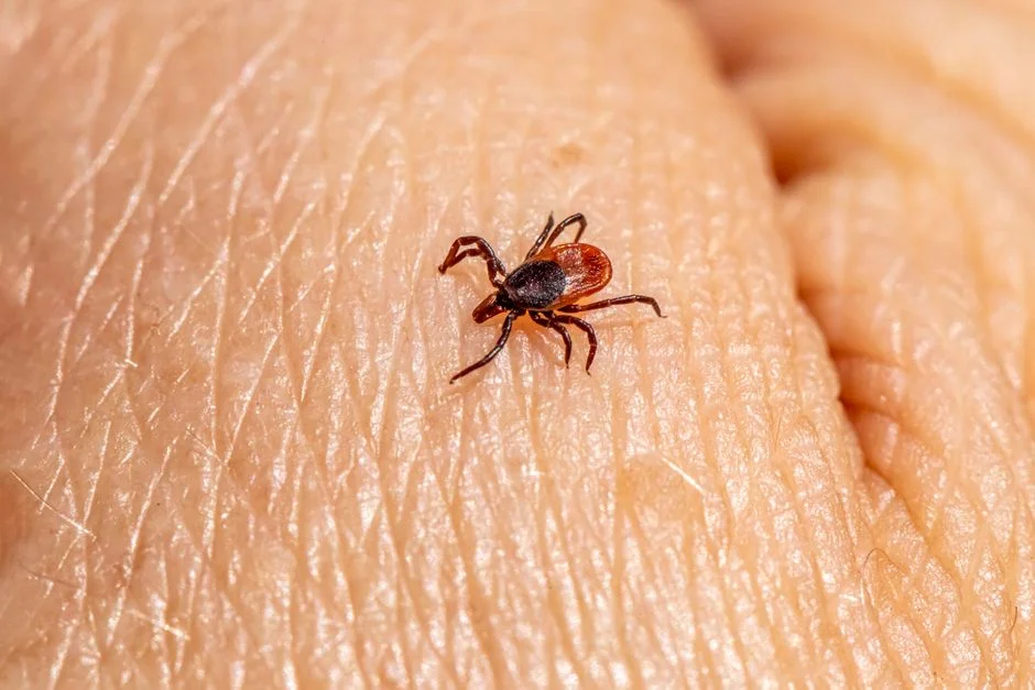 Rare Parasitic Infection in China Sparks Food Safety Concerns Across Asia