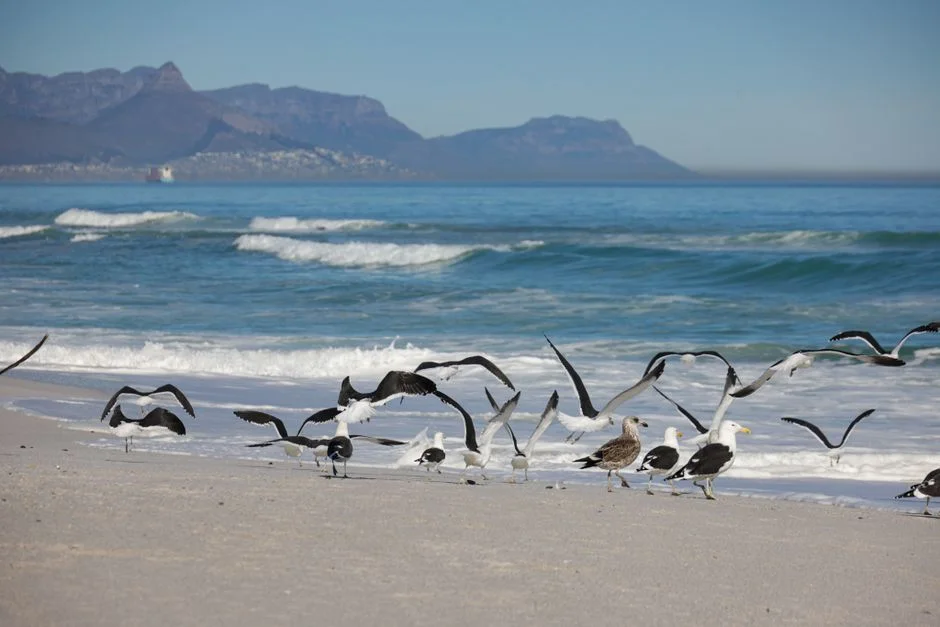 Rare Seabirds Found in Western Australia Signal Deeper Marine Problems