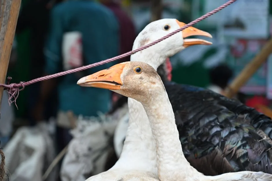 Second Suspected H5 Bird Flu Case Rocks South Australia — Agriculture Stocks Slip — Technology Innovation
