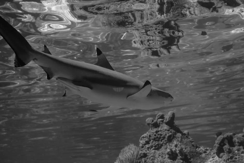 Shark Attack at Rottnest Island Triggers Tourism Revenue Fears