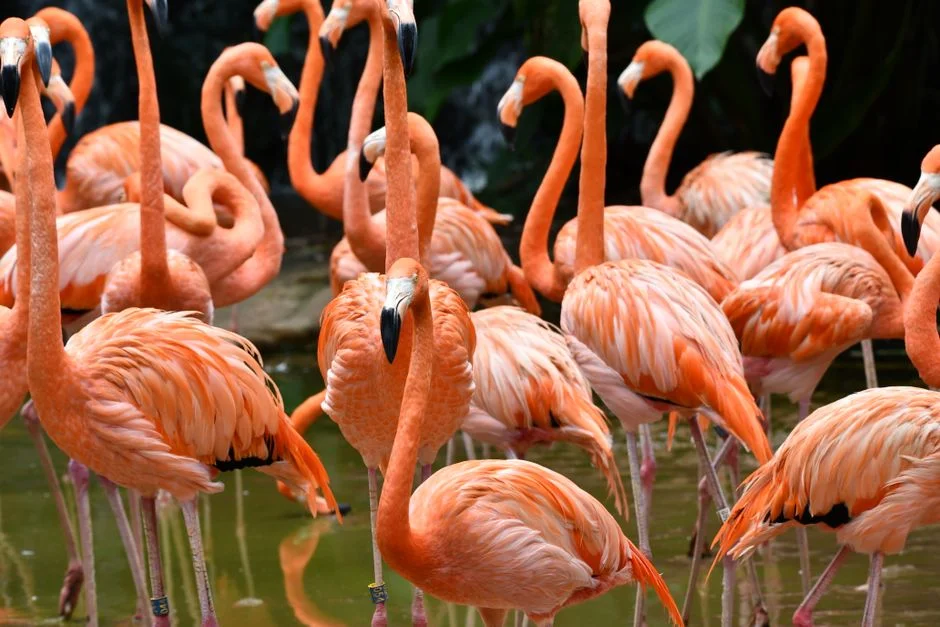 Singapore Bird Boom Triggers Economic Surge in Parks