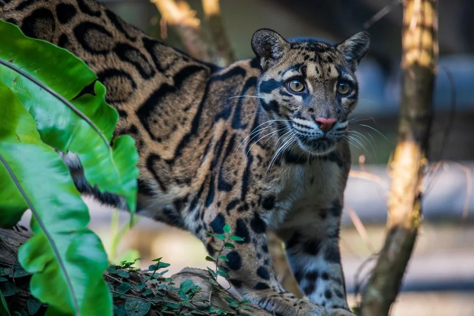 Singapore Confirms Leopard Cat Relocation from Changi — Work Starts Late 2026 — Culture Arts