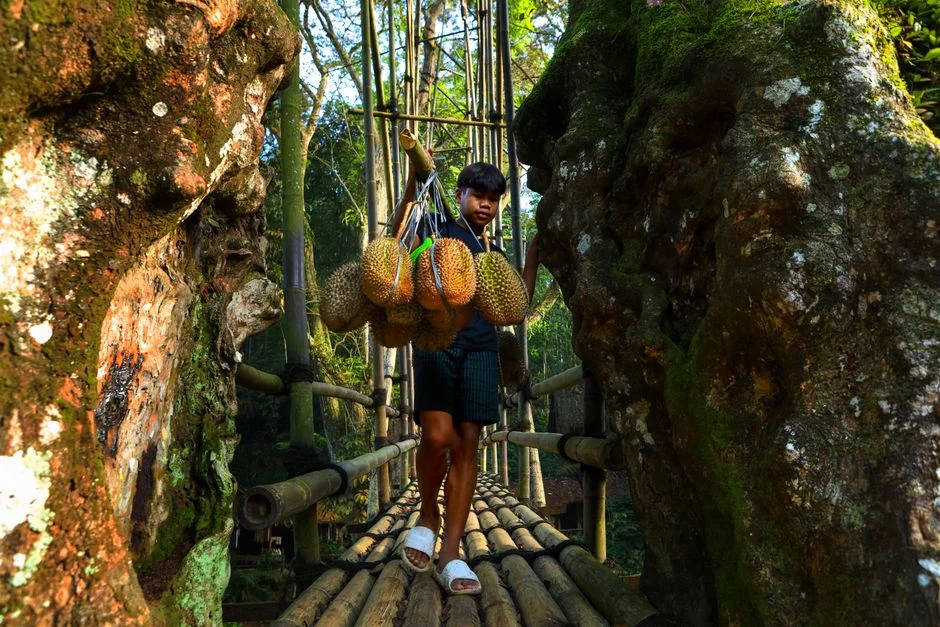 Singapore Durian Prices Drop — But Sellers Warn of a Floor — Education