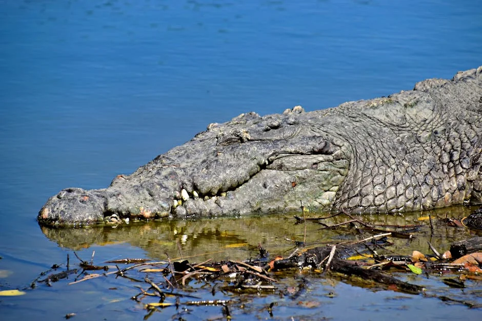 Singapore Police Recover Remains From Crocodile-Infested River — Logistics Stakes Rise