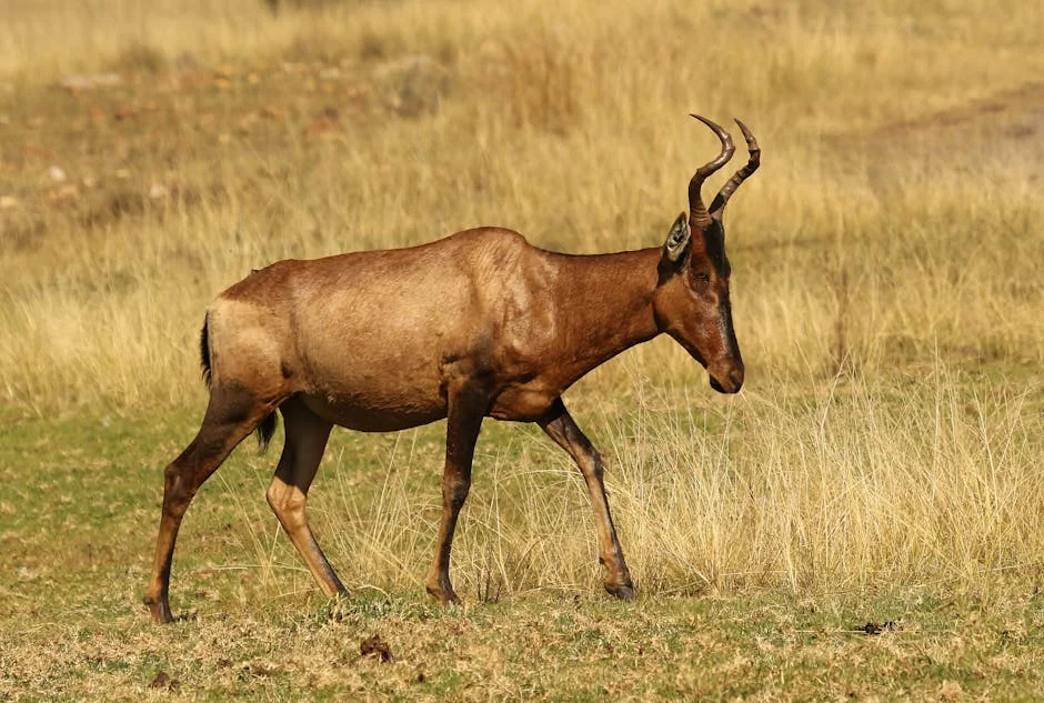 South Africa's Springboks Exodus Sparks Economic Worry