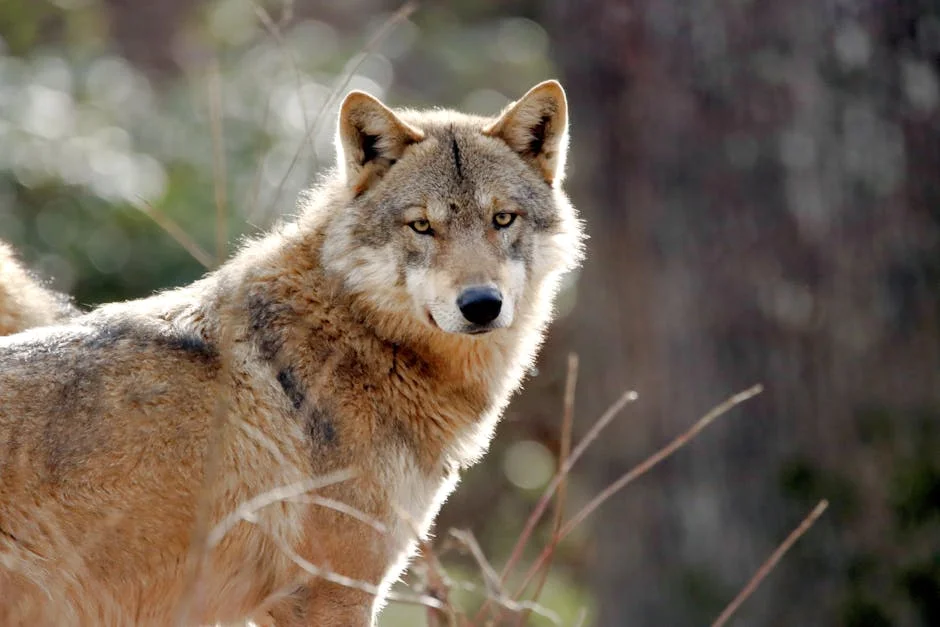 South Korea Captures Runaway Wolf After 9-Day Search