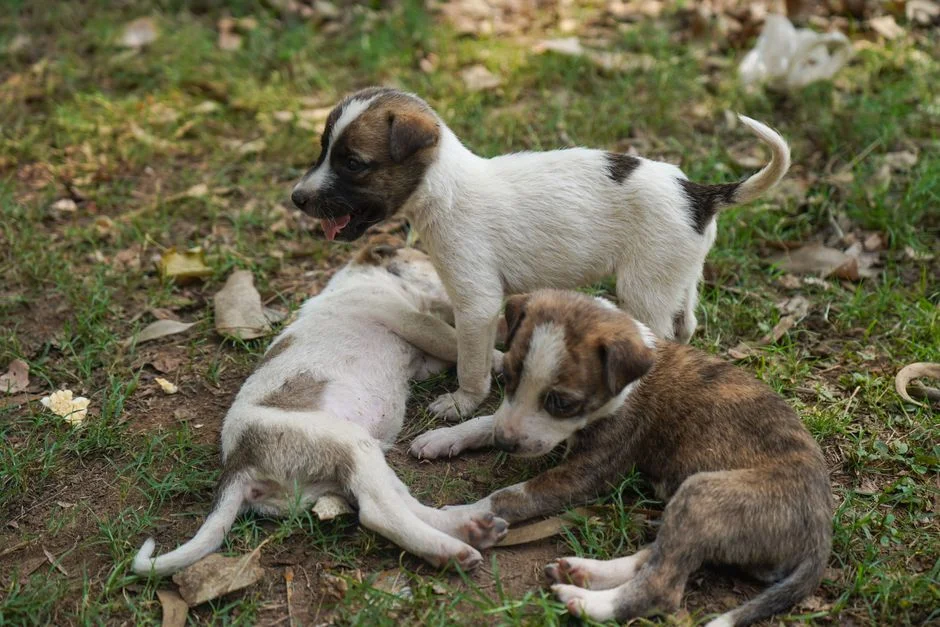 Viral Video Exposes Puppy Abuse in China — and Sparks Rare Public Protest