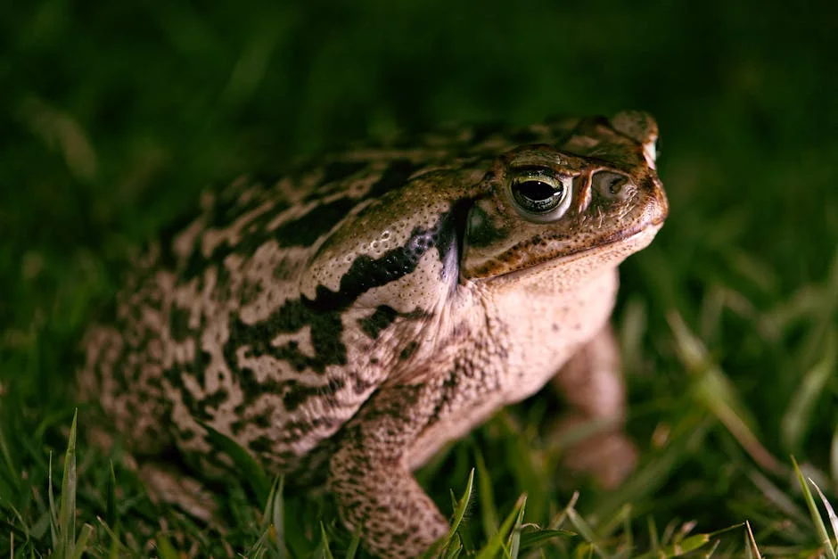 Volunteers Rally to Save 1,000 Breeding Toads After Reservoir Drained